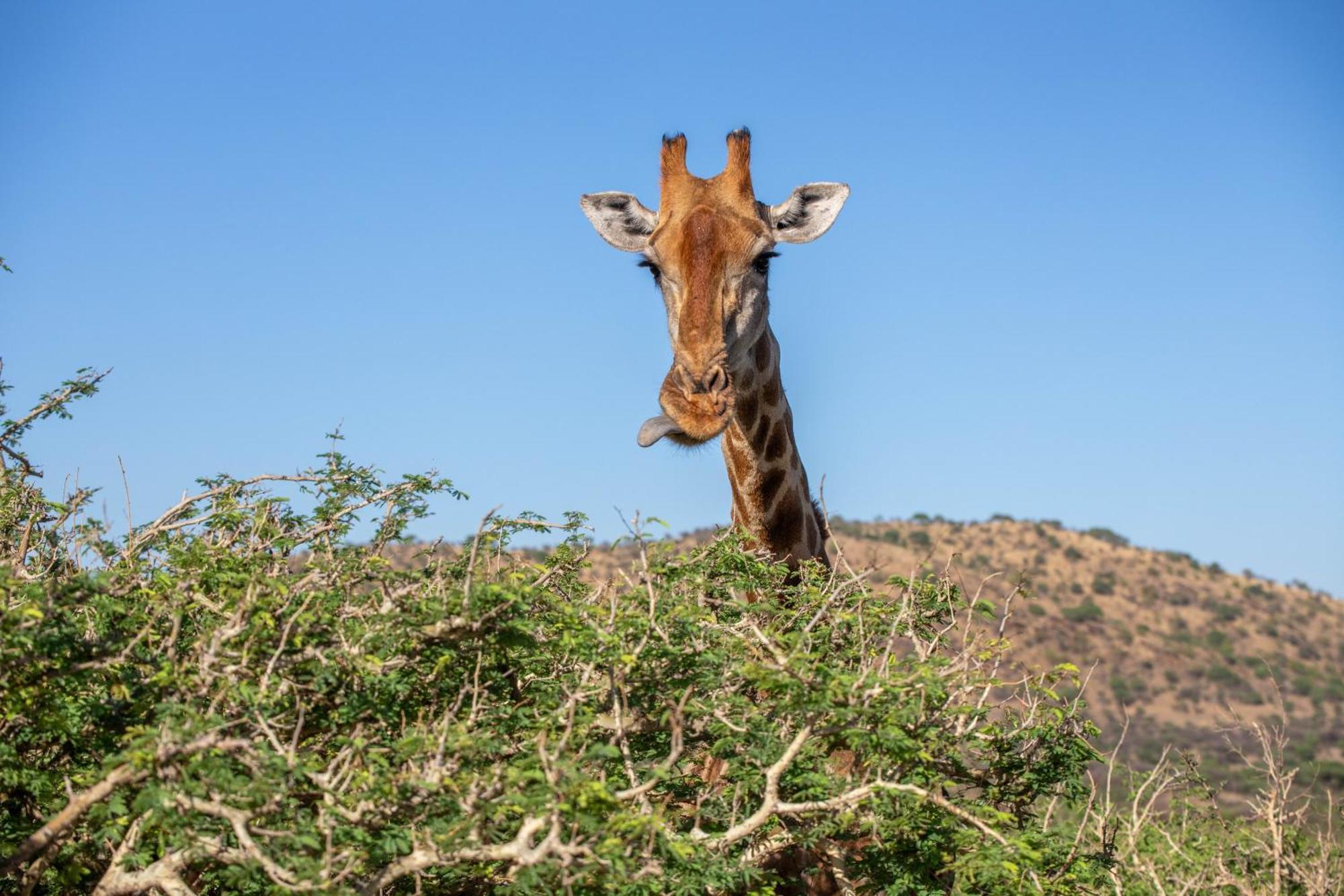 Windhoek Game Camp Lafrenz Township Екстериор снимка