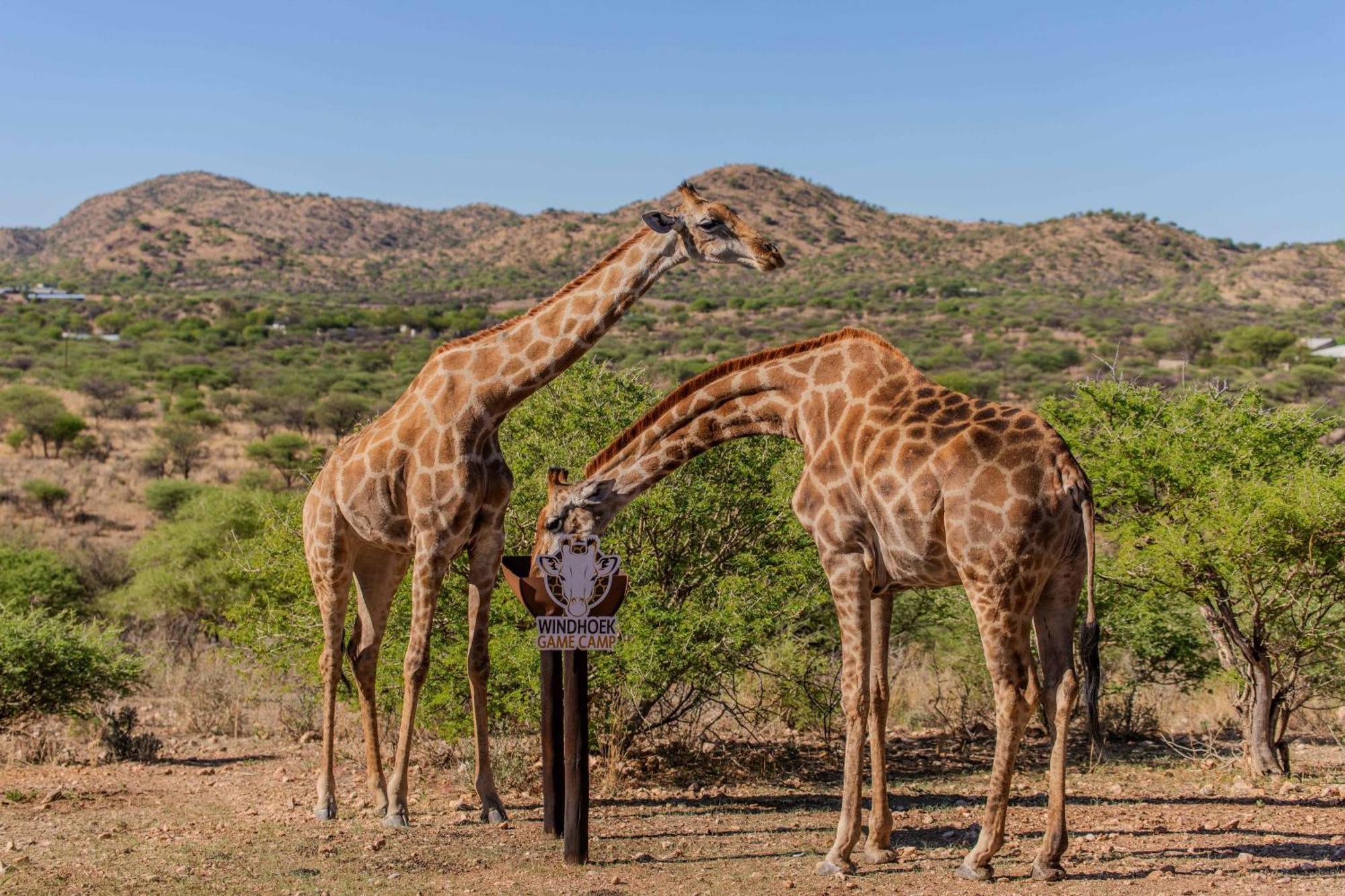 Windhoek Game Camp Lafrenz Township Екстериор снимка