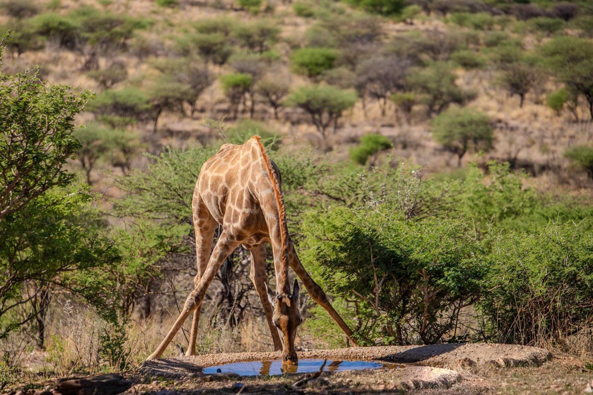 Windhoek Game Camp Villa Lafrenz Township Екстериор снимка