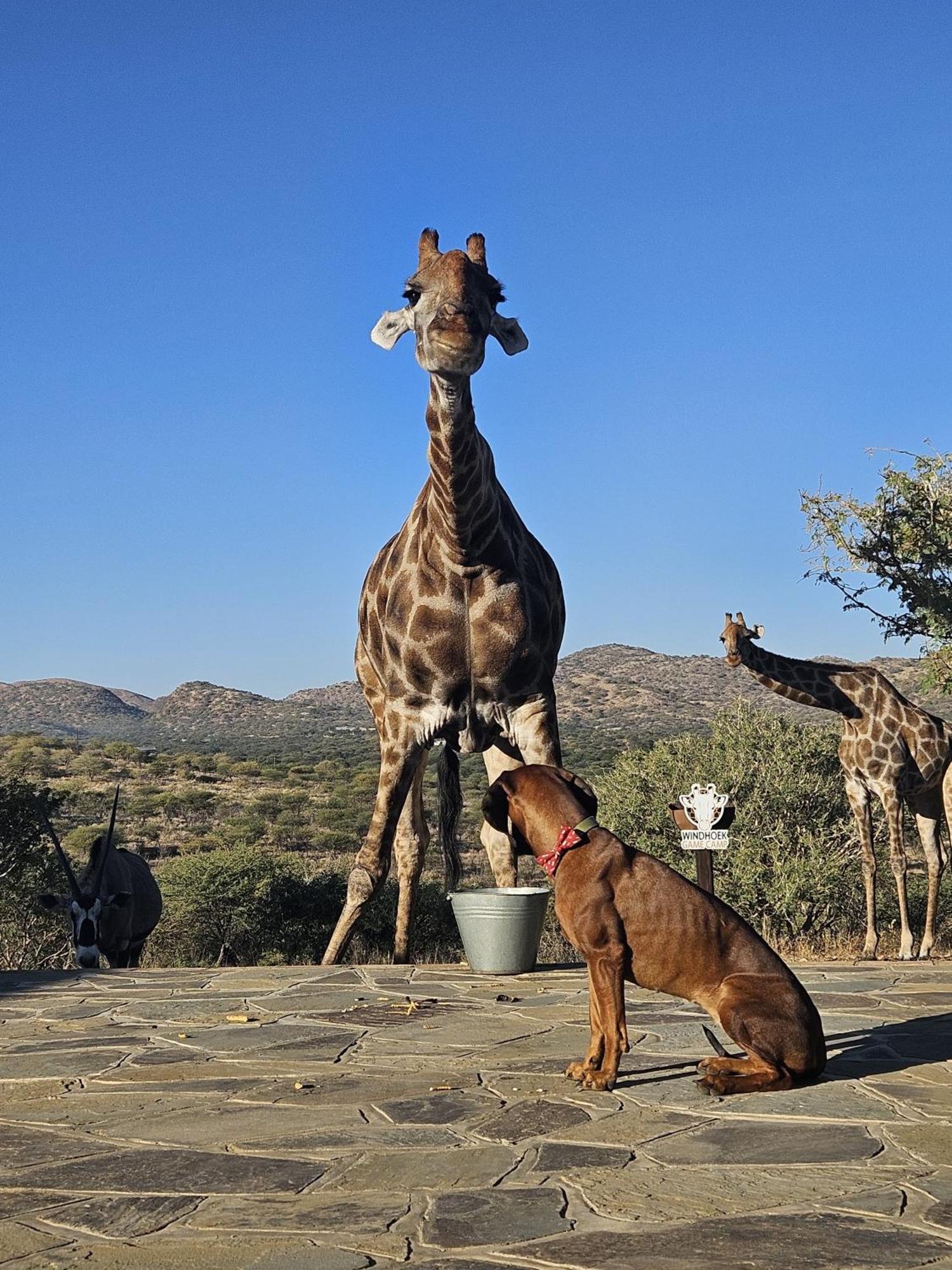 Windhoek Game Camp Lafrenz Township Екстериор снимка